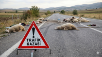 Kulu’da Trafik Kazası: Çok Sayıda Küçükbaş Hayvan Telef Oldu